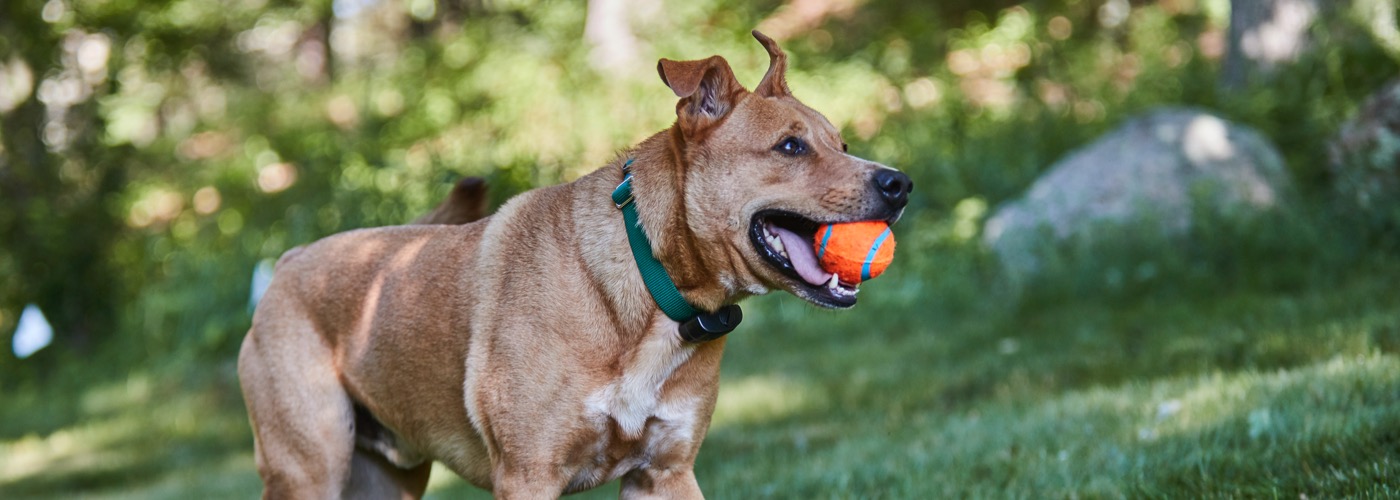 DogWatch Systems, Bolton, Massachusetts | ProFenceX™ Slider Image